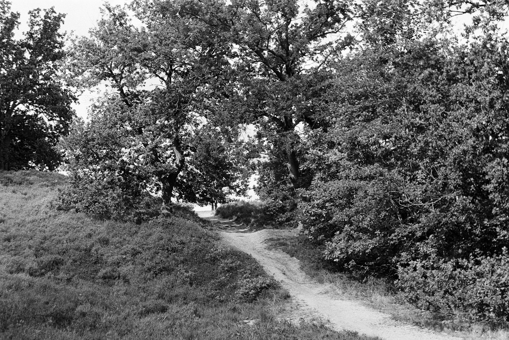 A dirt path leading up a small hill with trees on both sides. Shot on Ilford HP5 Plus