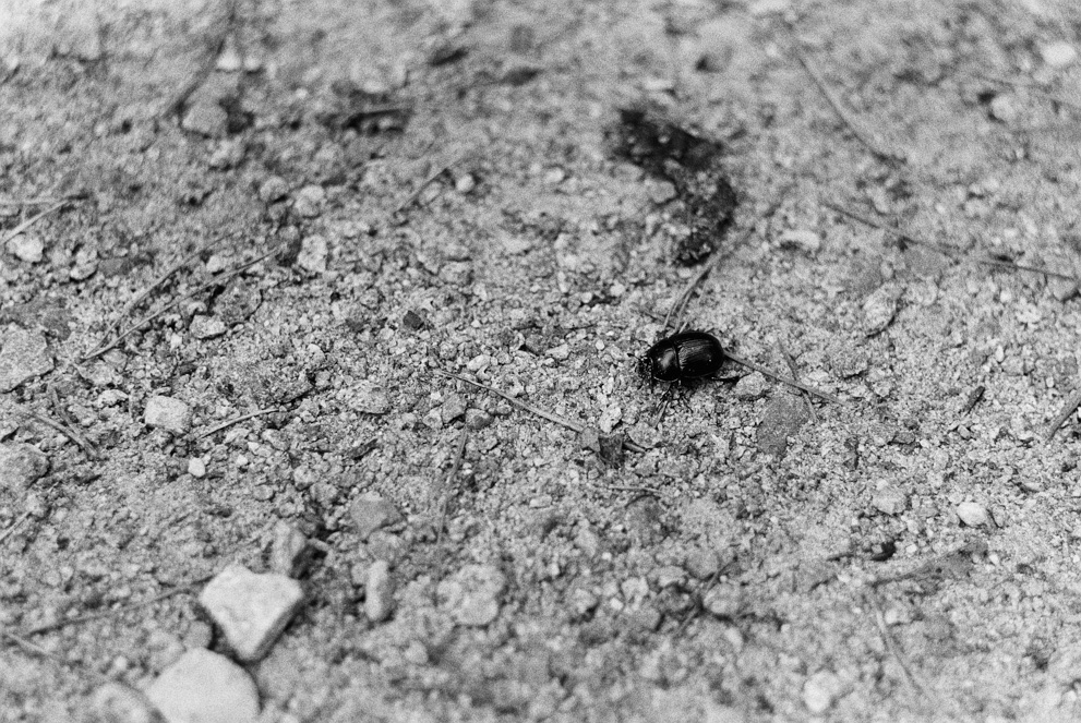 A black beetle on dirt ground. Shot on Ilford HP5 Plus