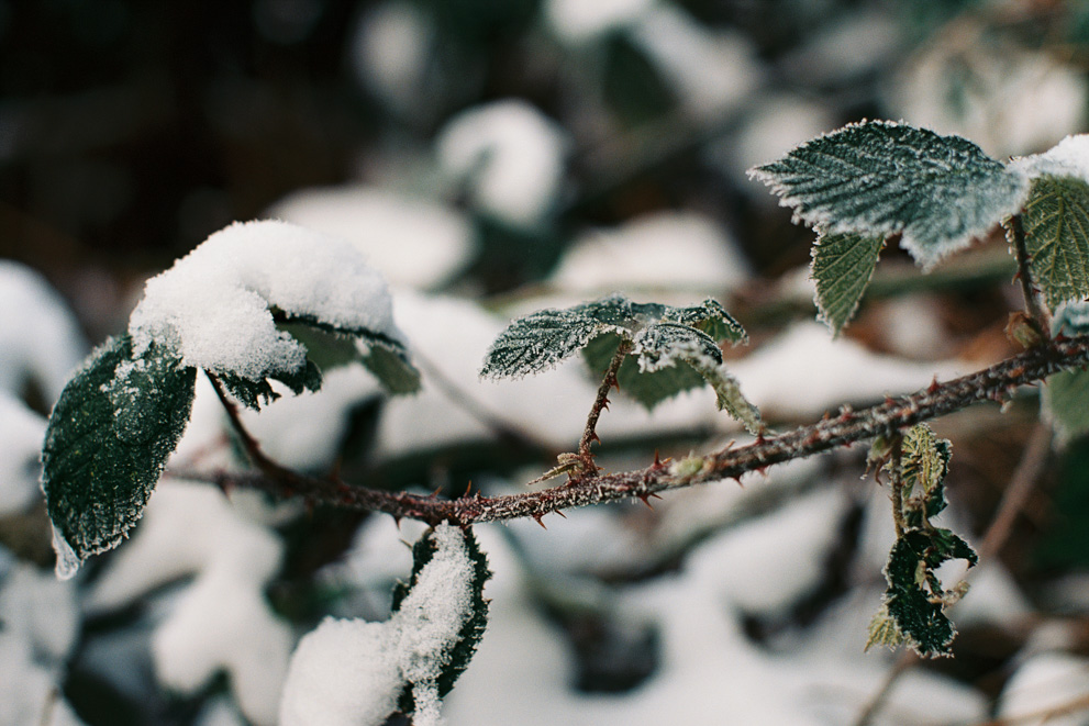 Frozen raspberry leaves. Shot on Kodak Ektar 100.