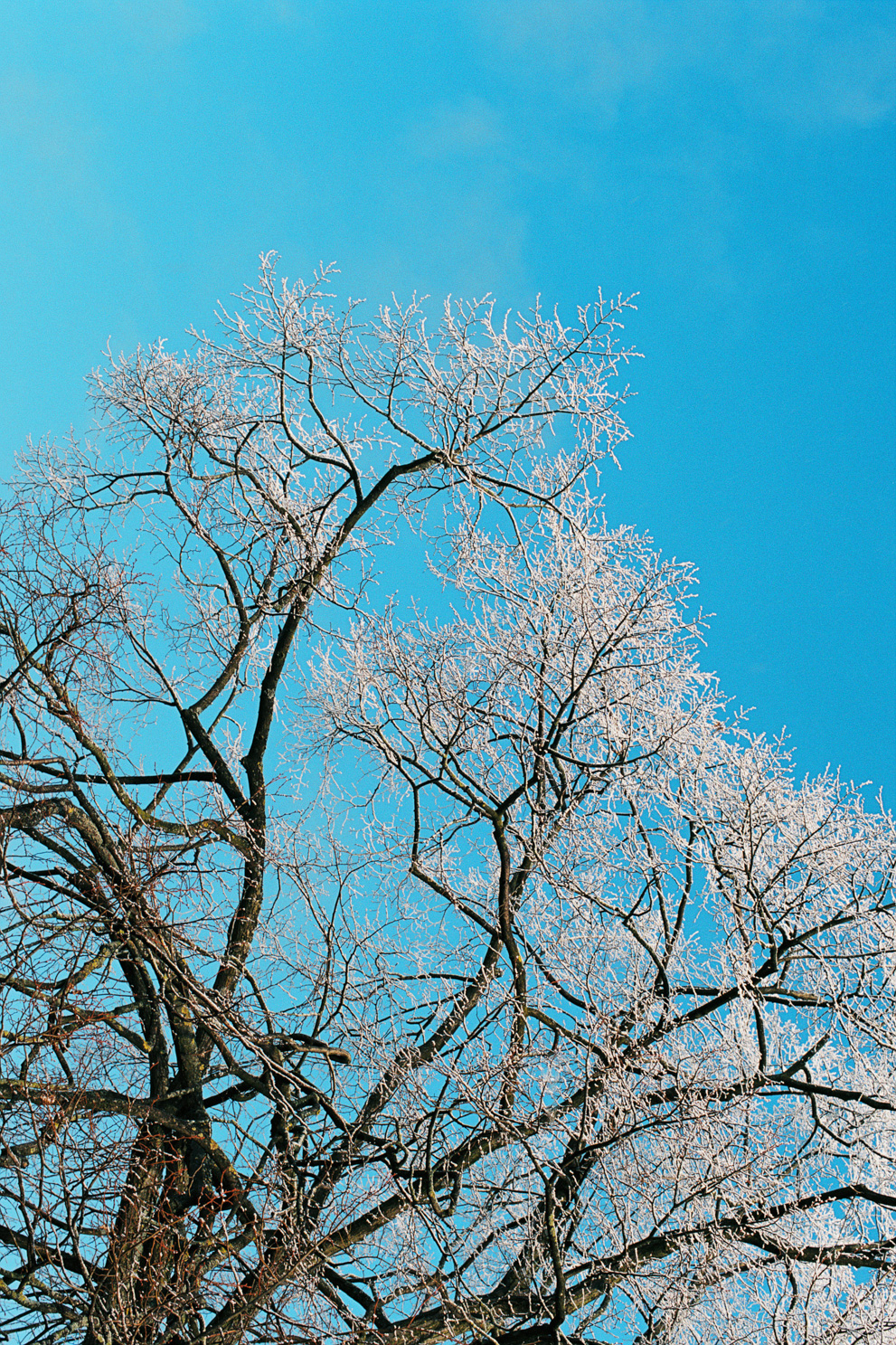 Winter trees against blue sky. Shot on Kodak Ektar 100.