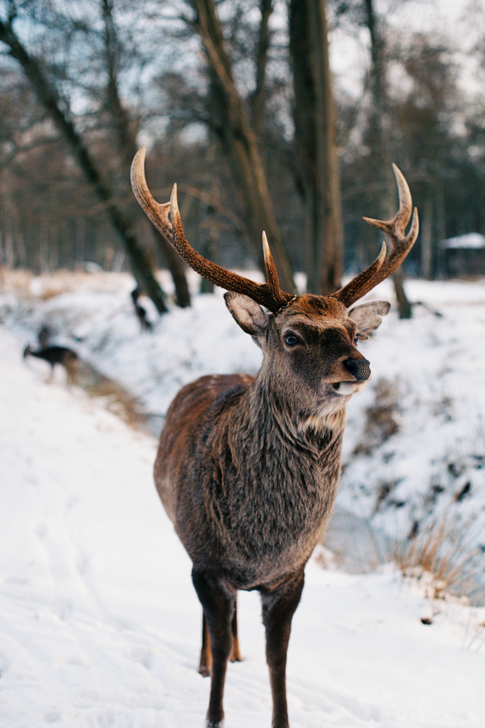 A deer during winter time. Shot on Kodak Ektar 100.