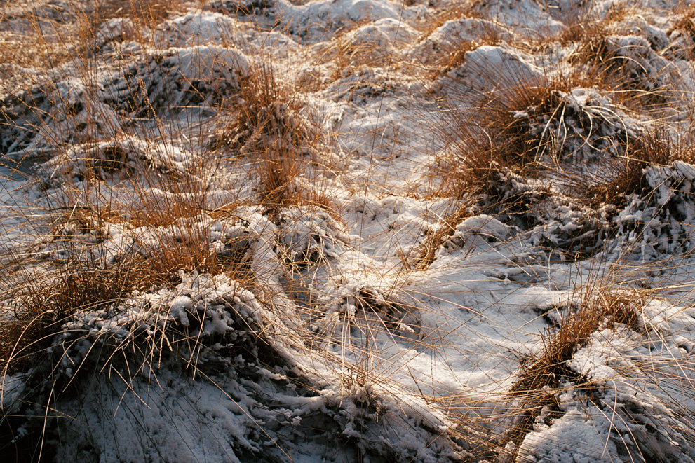 Wild grass under the snow. Shot on Kodak Ektar 100.